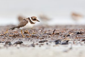 Sandregenpfeifer