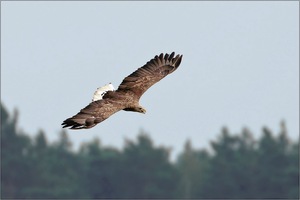 auf Beuteflug ...