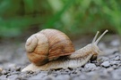 Steinbergschnecke