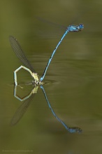 Erythromma lindenii - Pokal-Azurjungfer
