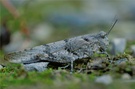 Sphingonotus caerulans