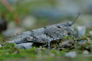 Sphingonotus caerulans