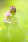 Kleine Brunelle