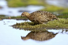 Willow Grouse (Lagopus lagopus)