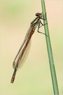 Frühe Adonislibelle (Pyrrhosoma nymphula)