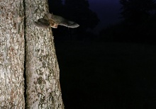 Bechsteinfledermaus beim Ausflug