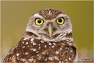 Große Augen - Kaninchenkauz (Athene cunicularia) Burrowing Owl