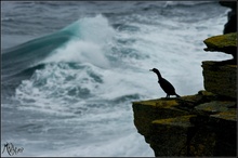 Orkney Shag (Krähenscharbe)