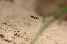 Bienenwolf - Philanthus coronatus - Flugbild