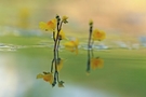 Utricularia australis