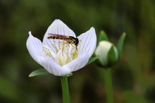 Parnassia