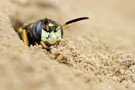 kleines Sand-Teufelchen: Bienenwolf - Philanthus coronatus