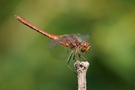 Gemeine Heidelibelle - Sympetrum vulgatum