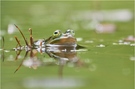 Teichfrosch
