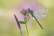 Westliche Keiljungfer Gomphus pulchellus