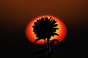 Sonnen - Blume