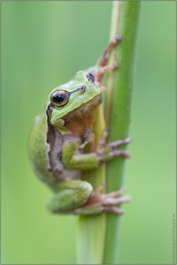 ~ Laubfrosch (Hyla arborea) ~