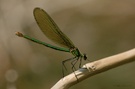 "Calopteryx xanthostoma" - Weibchen ...