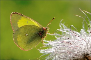 Hochmoorgelbling - Colias palaeno