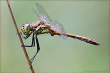 ~Sympetrum danae~