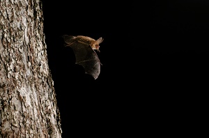 Bechsteinfledermaus beim Ausflug 3