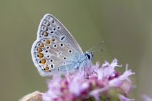 Gemeiner Bläuling (Polyommatus icarus)