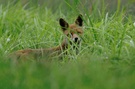 Fuchs im Gras