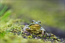 Teichfrosch