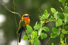 White-Fronted Bee-Eater *(Merops bullockoides)*