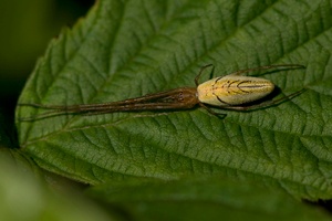 Gemeine Streckerspinne