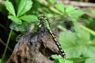 Grüne Flussjungfer 2