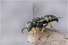 Fliegen-Spiesswespe  (Oxybelus argentatus)  ND