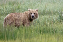 Grizzlybär (Ursus arctos horribilis)