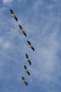 Pelikane im Überflug