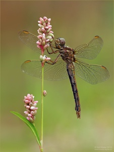 Kleiner Blaupfeil (Weibchen)