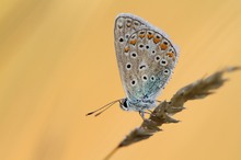 P. Icarus beim Sonnetanken