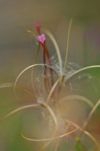 Epilobium