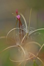 Epilobium