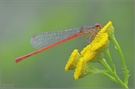 Scharlachlibelle (Ceriagrion tenellum)