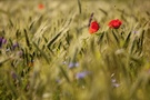 Die auf den Mohn wollte