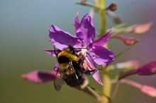 Lappländische Hummel