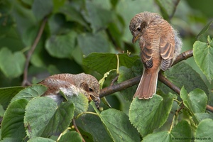 Lass es raus, Kleiner!