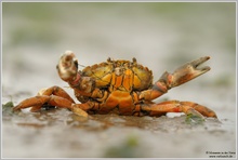 Gemeine Strandkrabbe (Carcinus maenas)