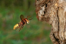 Anflug mit Nestmaterial