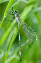 Libelle, nur was für eine......?