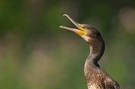 kormoran