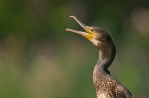 kormoran