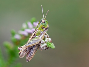 Gefleckte Keulenschrecke (Myrmeleotettix maculatus)