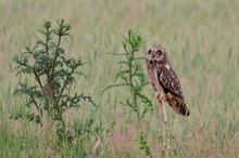 Sumpfohreule auf Distel