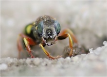 So bunt bin ich ...  (Oxybelus argentatus)